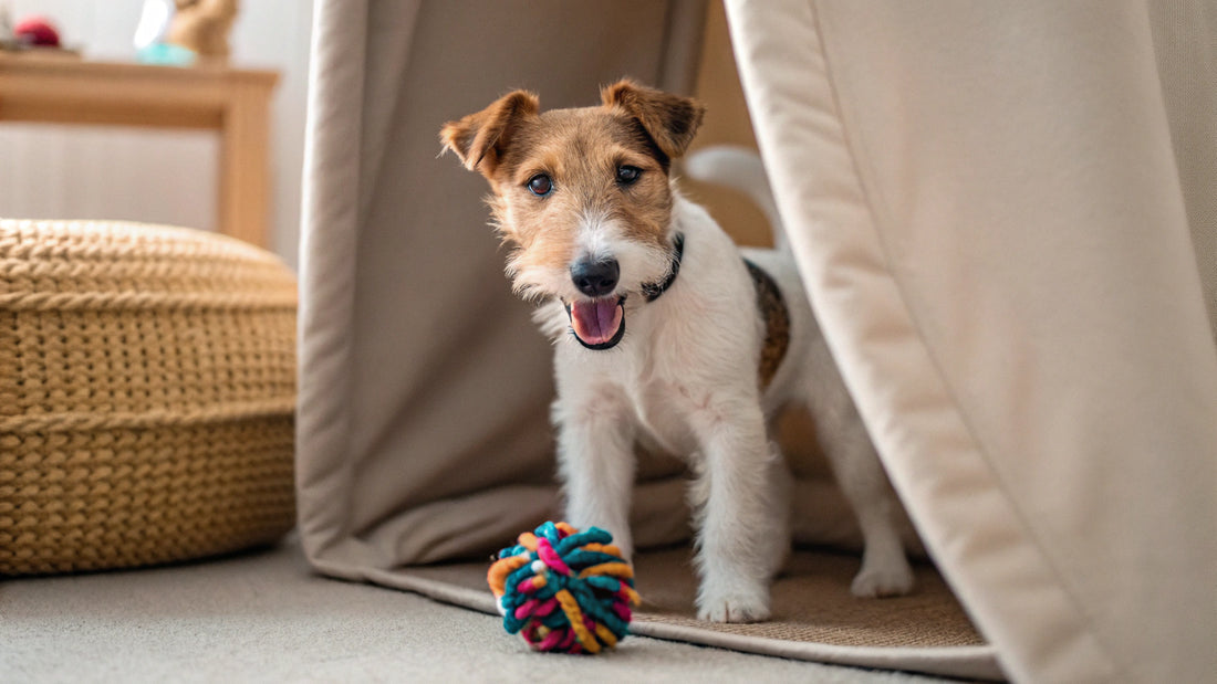 How to Dry Chicken for Dog Treats: A Complete Guide for Pet Lovers