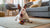 How to Encourage Your Dog to Eat Kibble: Tips and Strategies for Pet Owners