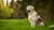How to Estimate Dog Weight Full Grown: A Comprehensive Guide for Pet Owners