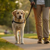 How to Exercise a Blind Dog: Ensuring Fun and Safety