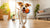 How to Exercise a Dog in an Apartment: Creative Solutions for Active Pups