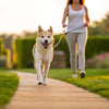 How to Exercise a Female Dog in Heat: A Comprehensive Guide for Pet Owners