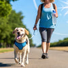 How to Exercise Dogs in Hot Weather: Creative Solutions for Pet Owners