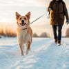 How to Exercise Your Dog in Winter: Staying Active and Engaged