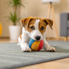 How to Exercise Your Dog Indoors: Fun and Engaging Activities for Every Pup