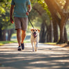 How to Exercise Your Dog Safely in Hot Weather
