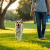How to Exercise Your Dog When It’s Hot: Creative Solutions for Summer Fun