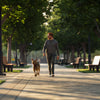 How to Exercise Your Dog When It’s Too Hot Outside