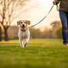 How to Exercise Your Dog Without a Fenced Yard: Creative Solutions for Active Pets
