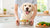 How to Feed a Dog Homemade Food: A Comprehensive Guide for Caring Pet Owners