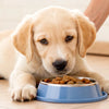 How to Feed a Puppy Dog Food: A Comprehensive Guide for New Puppy Owners