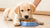 How to Feed a Puppy Dog Food: A Comprehensive Guide for New Puppy Owners
