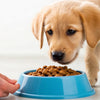 How to Feed a Puppy with Dog Food: A Comprehensive Guide for New Pet Owners