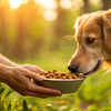 How to Feed Dog Dry Food: A Comprehensive Guide for Pet Owners