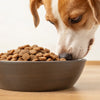 How to Feed Freeze-Dried Dog Food: A Comprehensive Guide for Pet Owners