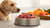 How to Feed Frozen Raw Dog Food: A Comprehensive Guide for Pet Parents