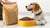 How to Feed Wet and Dry Dog Food: A Comprehensive Guide for Pet Parents