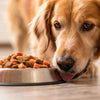 How to Feed Your Dog Raw Food: A Comprehensive Guide for Dog Owners