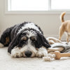 How to Fix Bad Dog Behavior: A Comprehensive Guide for Pet Parents