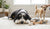 How to Fix Bad Dog Behavior: A Comprehensive Guide for Pet Parents-141419577583