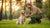 How to Fix Destructive Behavior in Dogs: A Comprehensive Guide