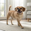How to Freeze Dog Treats: A Comprehensive Guide for Pet Owners
