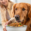 How to Gain Weight Fast for Dogs: A Comprehensive Guide for Pet Owners