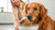 How to Gain Weight Fast for Dogs: A Comprehensive Guide for Pet Owners