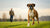 How to Get a Boxer Dog to Lose Weight: Effective Strategies for a Healthier Pup