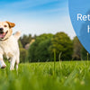 How to Get a Dog Back to a Healthy Weight: A Comprehensive Guide