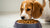 How to Get a Dog to Eat Dry Dog Food: Tips for Picky Eaters