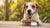 How to Get a Dog to Eat Dry Food Again: A Comprehensive Guide