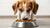 How to Get a Dog to Eat Dry Food: Tips and Tricks for Picky Eaters