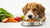 How to Get a Dog to Eat Food: Tips for Encouraging Healthy Eating Habits