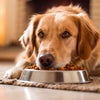 How to Get a Dog to Eat Food When Sick