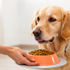 How to Get a Dog to Eat His Food: Effective Strategies for Pet Owners