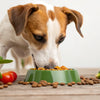 How to Get a Dog to Eat Its Food: Solutions for Picky Eaters