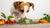 How to Get a Dog to Eat Its Food: Solutions for Picky Eaters