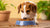 How to Get a Dog to Eat Kibble: Tips and Tricks for Picky Eaters