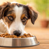 How to Get a Dog to Eat New Food: Tips for a Smooth Transition