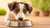 How to Get a Dog to Eat New Food: Tips for a Smooth Transition