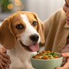 How to Get a Dog to Gain Weight Fast: A Comprehensive Guide for Responsible Pet Owners
