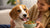 How to Get a Dog to Gain Weight Fast: A Comprehensive Guide for Responsible Pet Owners