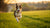 How to Get a Dog to Lose Weight Fast: A Comprehensive Guide for Pet Owners