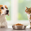 How to Get a Dog to Stop Eating Cat Food: Practical Solutions for Pet Owners