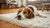 How to Get a Dog with IBD to Gain Weight: A Comprehensive Guide