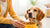 How to Get a Fussy Dog to Eat Dry Food: Tips and Tricks for Pet Parents