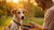 How to Get a Malnutrition Dog to Gain Weight: A Comprehensive Guide