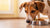 How to Get a Picky Dog to Eat Dog Food: A Comprehensive Guide