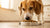 How to Get a Picky Dog to Eat Dog Food: Strategies and Tips for Concerned Pet Owners-140211912943